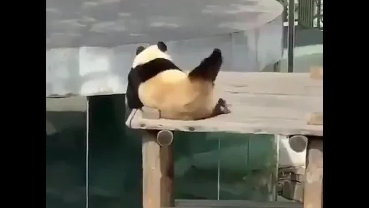 Panda doing morning exercise.