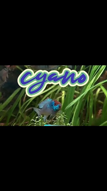 Control Cyanobacteria in your Planted Aquarium #cyanobacteria #naturalaquarium