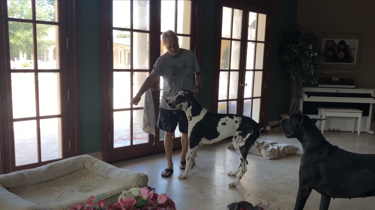 Bouncing Great Dane Thinks His New Bed Is A Trampoline