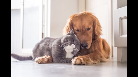 Making Your Dog Leave The Cat Alone