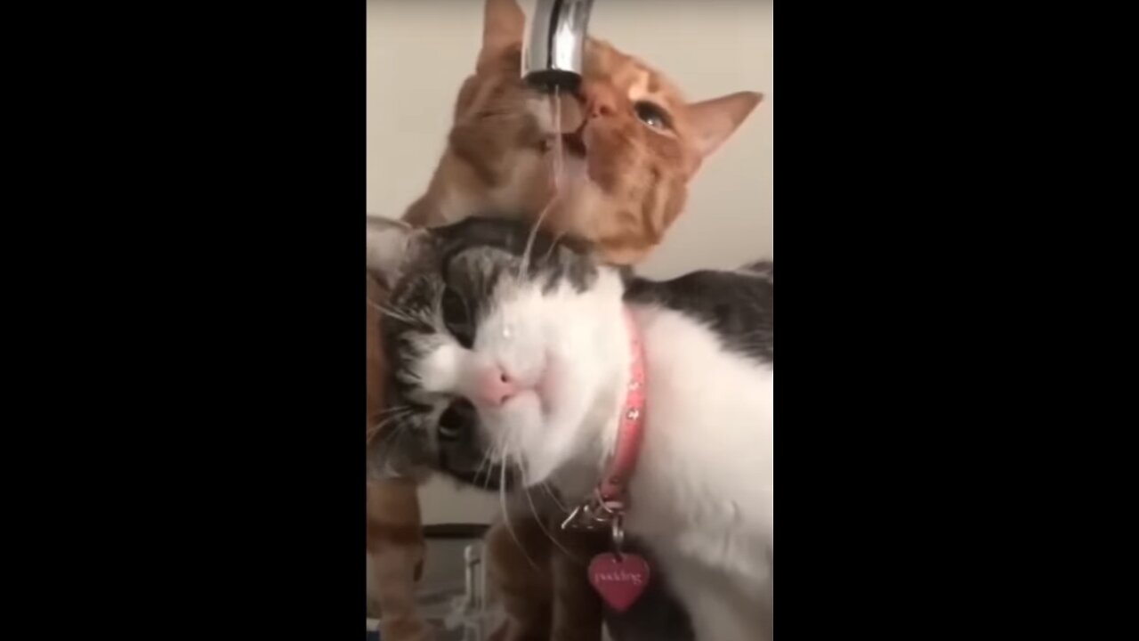 Warning: Extreme cuteness may cause uncontrollable laughter!