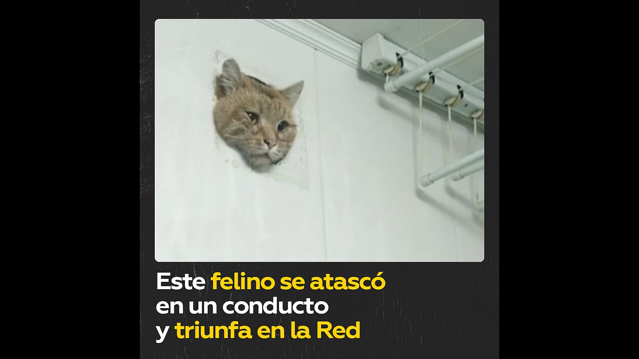 Un gato ruso atrapado en un conducto de ventilación se convierte en meme