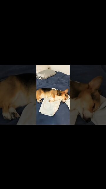 everyone say “goodnight my sweet baby I luv u” #shorts #shortsfeed #clips #shortvideo