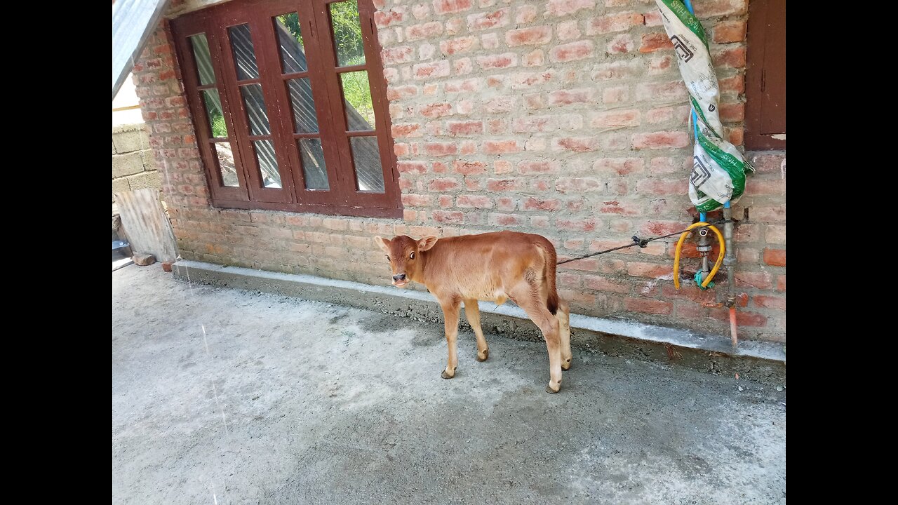 cute goat is finding her mother