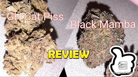 S5 Episode 4 GH Cat Piss + Black Mamba Strain Review