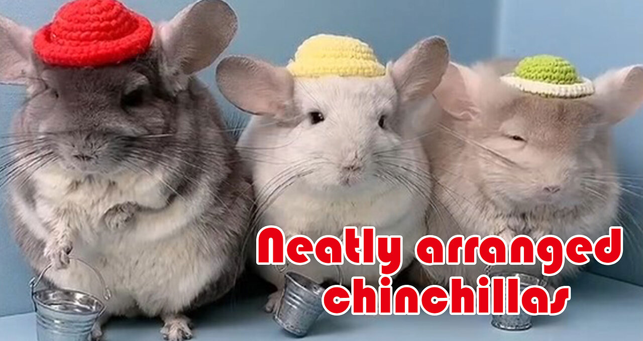 INTRERSTING!!! NEATLY ARRANGED CHINCHILLAS