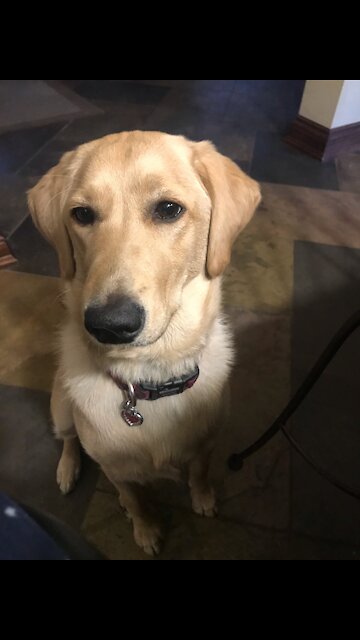 Adorable labradoodle plays hide & seek. Smart doggy!