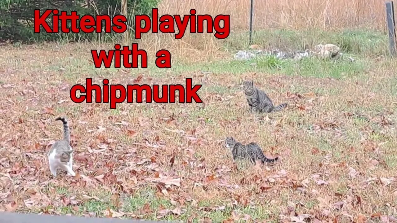 Kittens VS Chipmunk