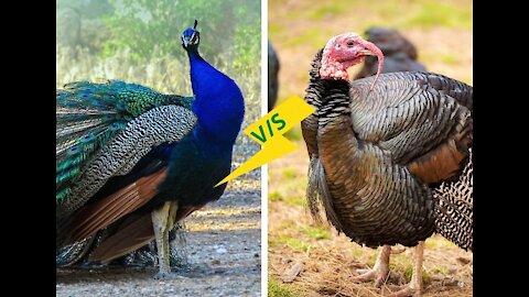 Turkey vs Peacock - who will win?