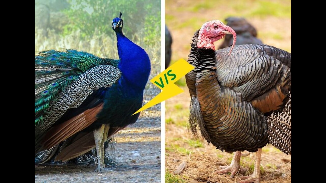 Turkey vs Peacock - who will win?