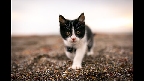 Slo Mo Kitten on the Beach