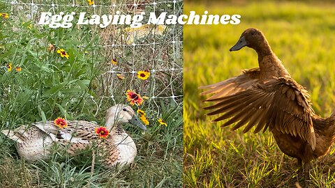 Egg Laying, Foraging Machines - Ducks