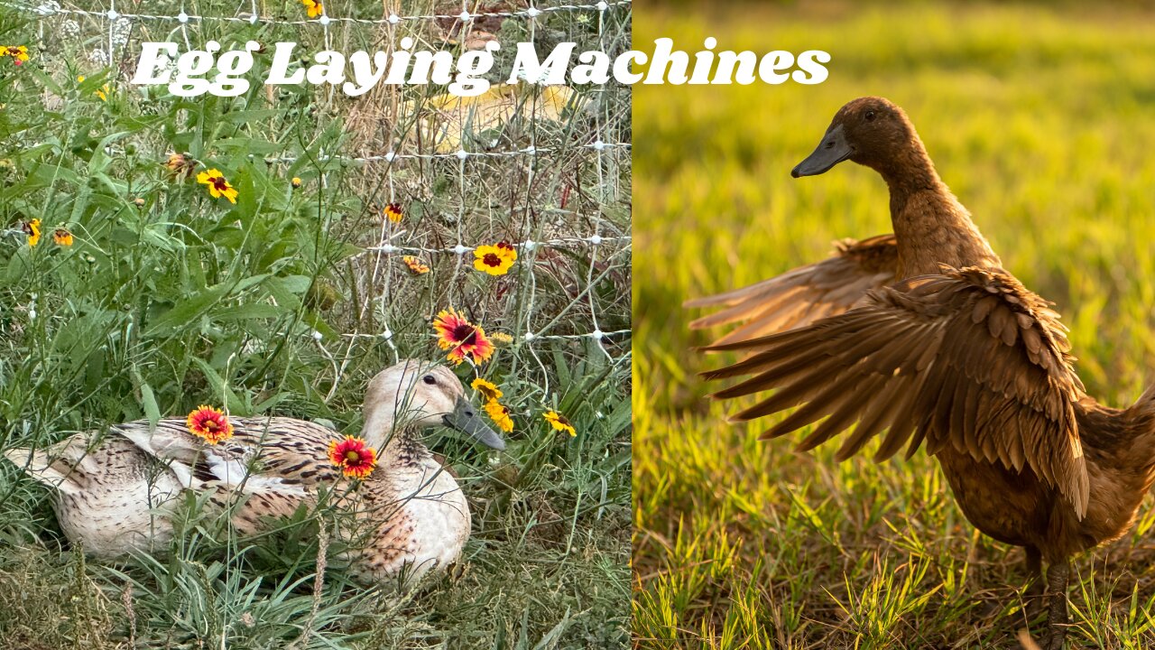 Egg Laying, Foraging Machines - Ducks