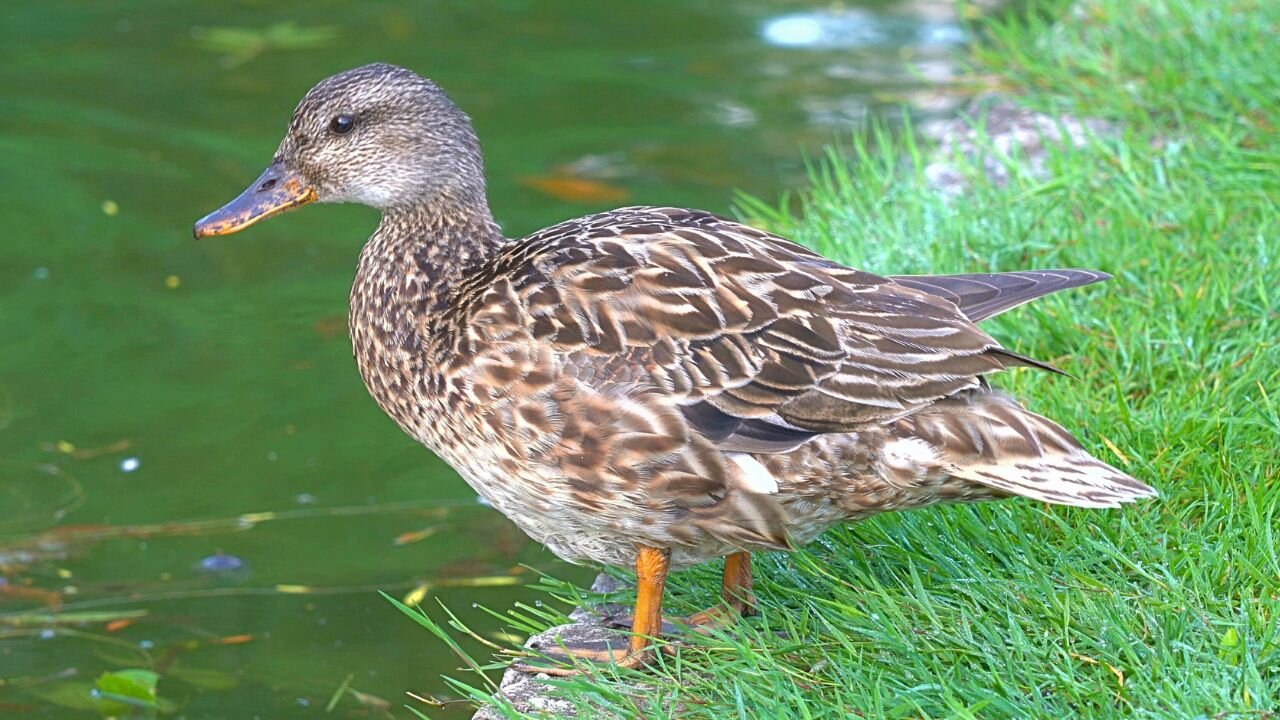 Just One Days Footage of Mrs. Gadwall Duck