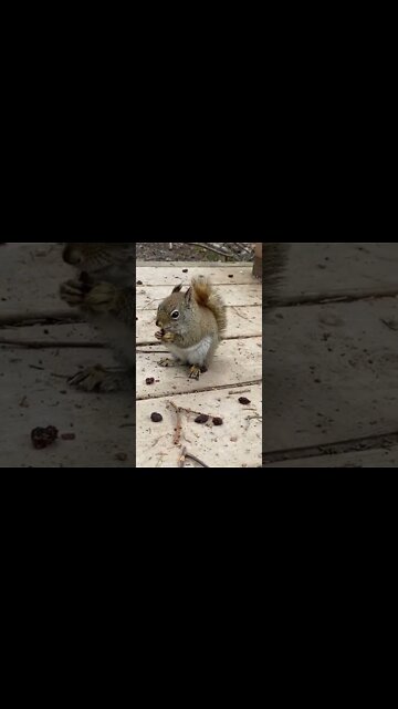 Squirrels are honestly so cute