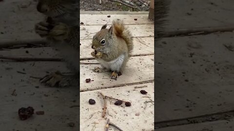 Squirrels are honestly so cute
