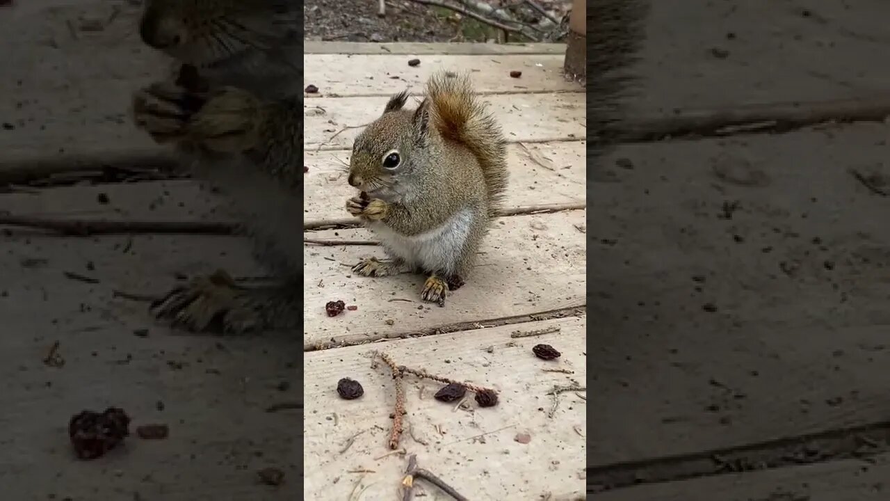 Squirrels are honestly so cute