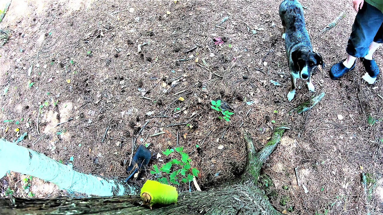 Pup adorably wants to play with giant caterpillar