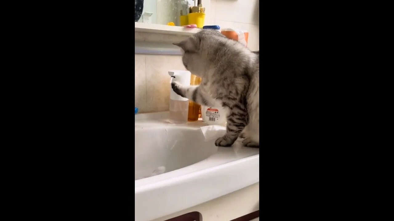 How does the cat wonder about hand sanitizer