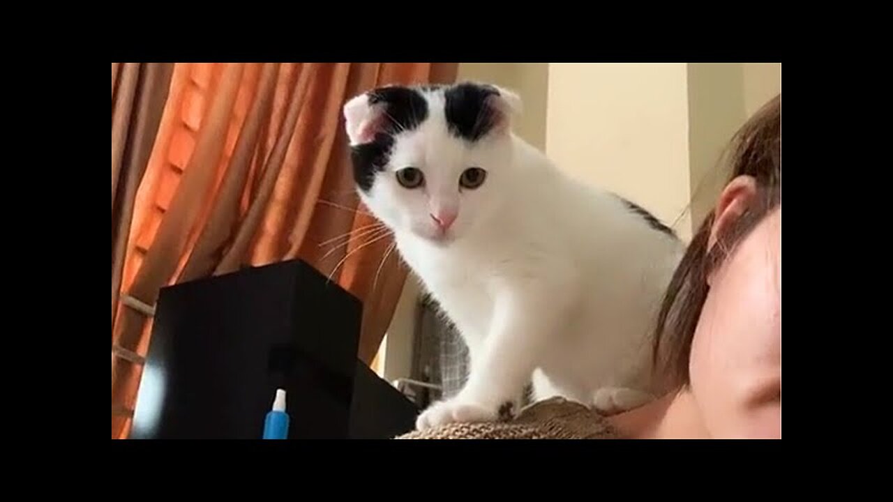 WORLD BEST FUNNIEST🤣 Dog vs men 🤣 funny video> Don't Try Laughing 🤣 clips