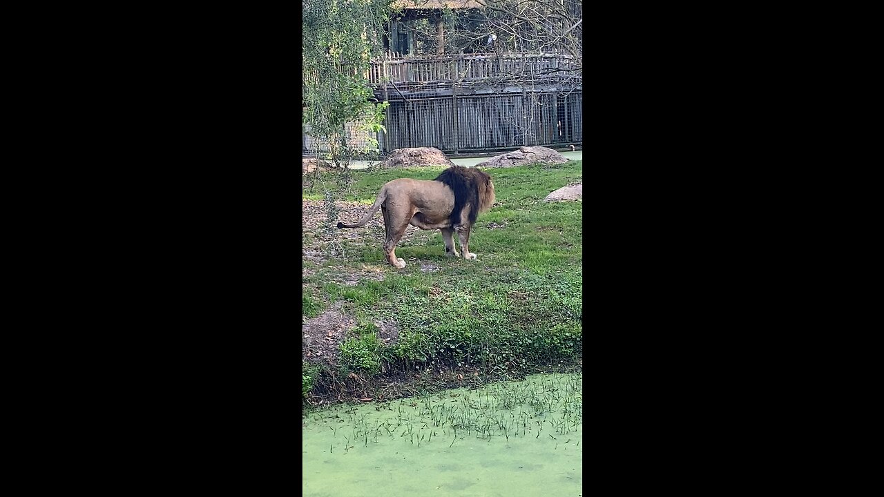 Male Lion telling everyone at the zoo good morning