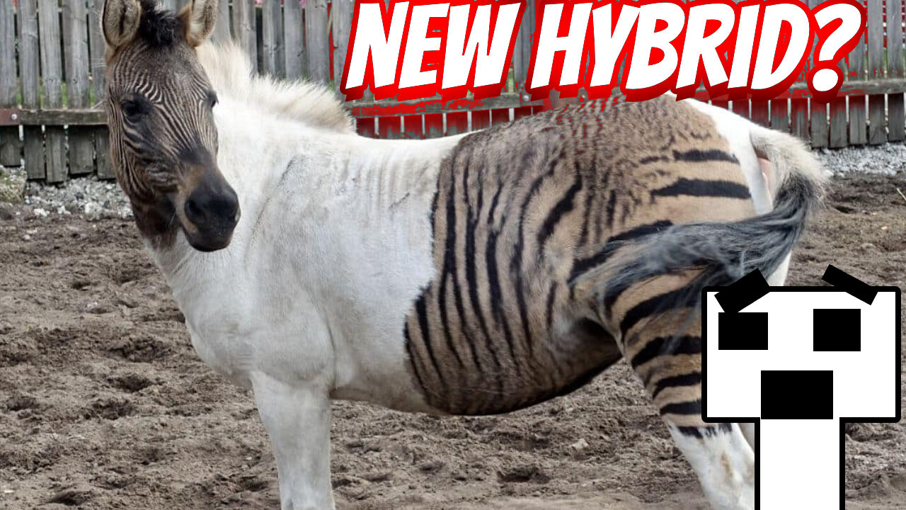 THE MOST BIZZARE HYBRIDS ANIMALS FOUND WORLDWIDE!