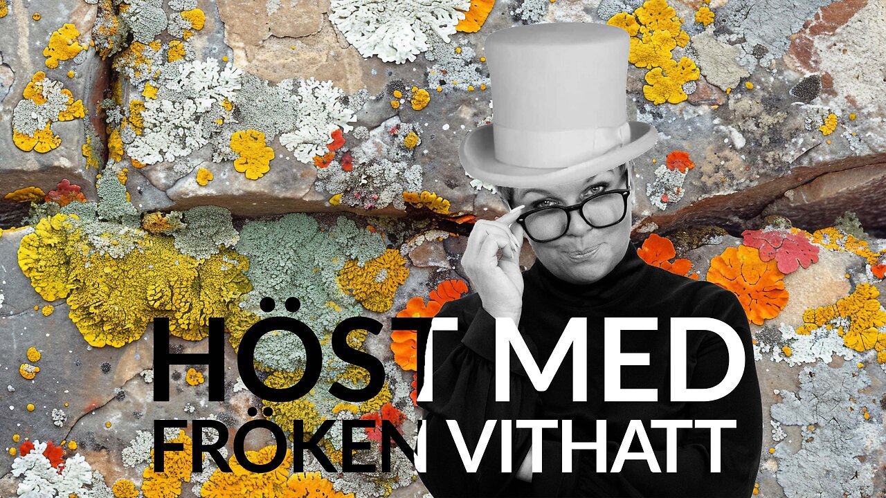 Live - Höst med fröken vithatt 19 nov 2024