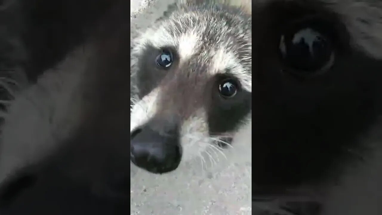 Meet Marble. This bandit is soooo cute! #shortvideo #fun #raccoon #pet #friendly #cute #littlelake