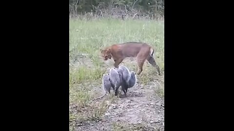 Bobcat vs racoon #wildlifemagictv#wildlife #animals #nature #lions #wildlifemagic #wildlife