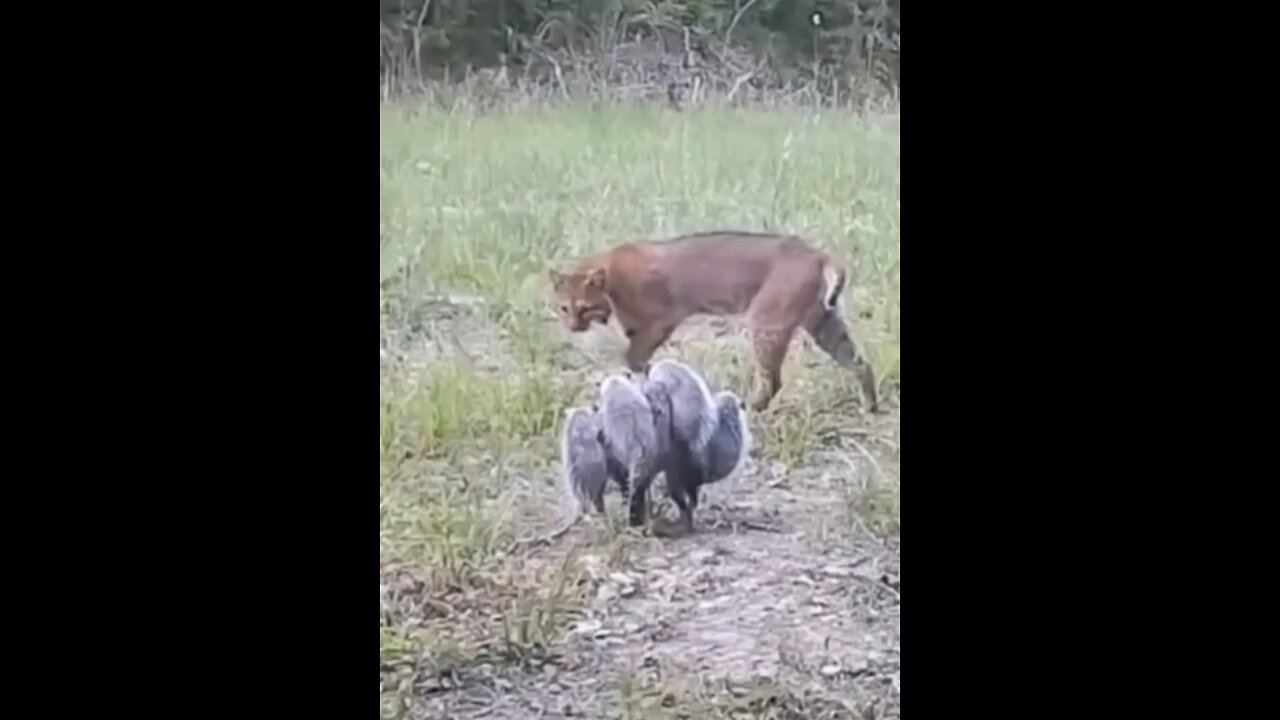 Bobcat vs racoon #wildlifemagictv#wildlife #animals #nature #lions #wildlifemagic #wildlife