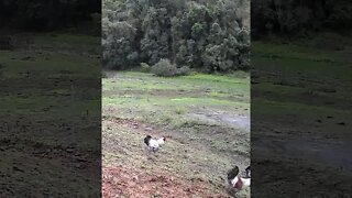 Free range chickens caught on camera