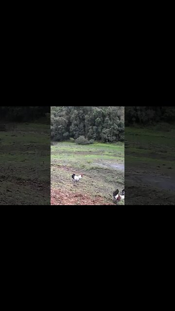 Free range chickens caught on camera