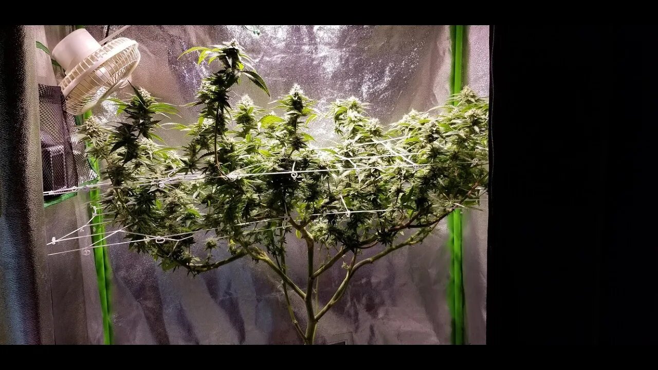 How I Scrog Cannabis : North Genetics Mr. Cruz Episode 7 Day 40