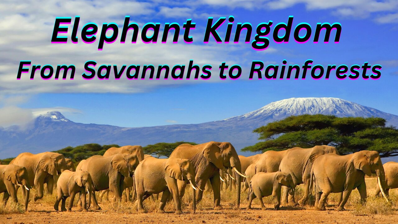 Elephant Kingdom From Savannahs to Rainforests