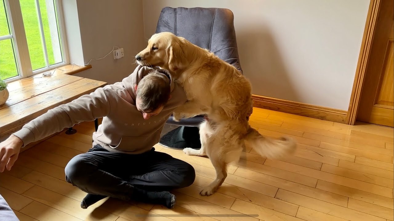 Angry Golden Retriever Guard Dog Protects House In The Strangest Way!!