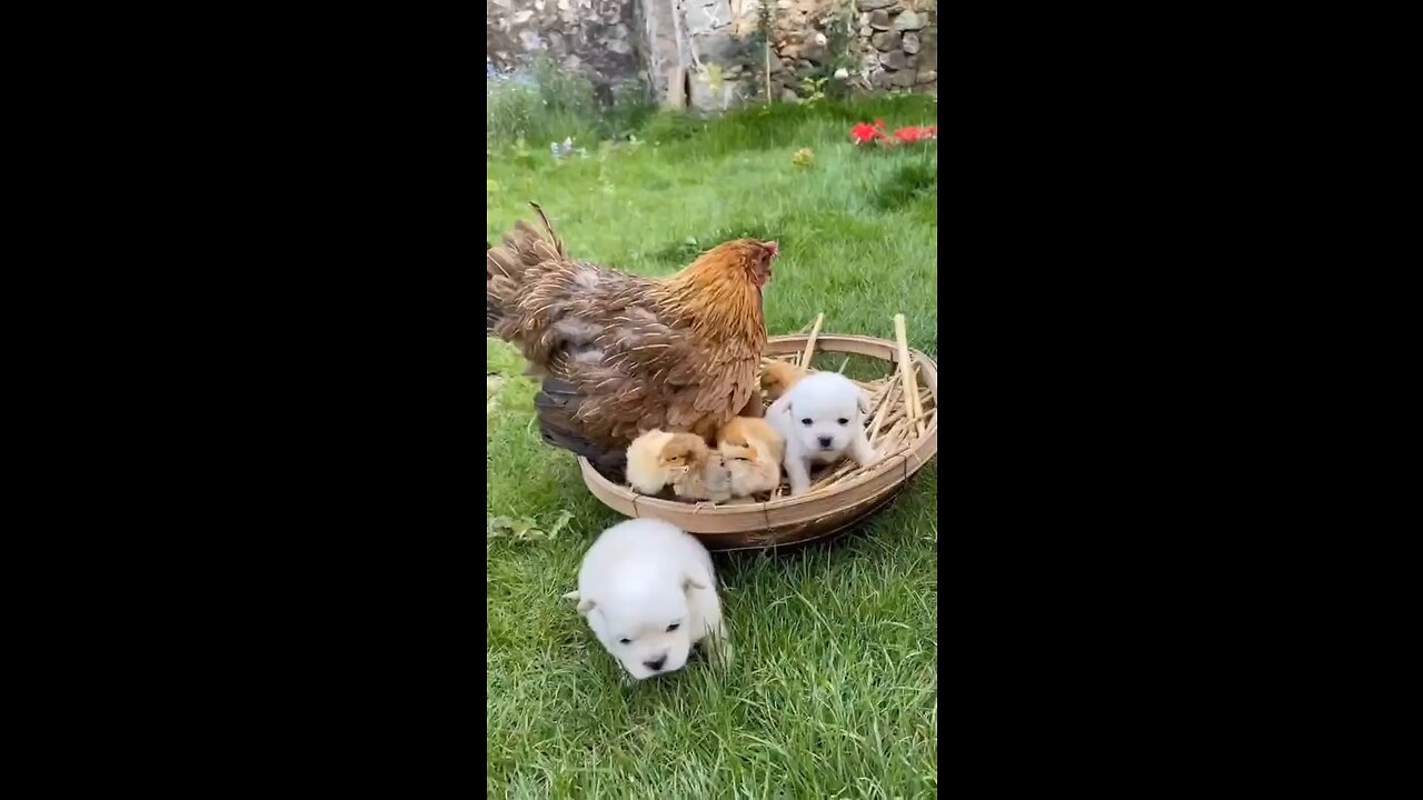 God’s Beautiful Creatures