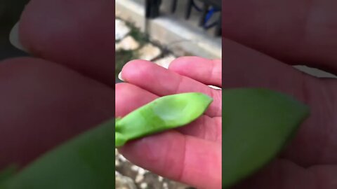 Jenny’s SUPER EXCITED Harvesting her first Pea Pod for SALAD! 🧑‍🌾❤️🌱#shorts #viral #tiktok