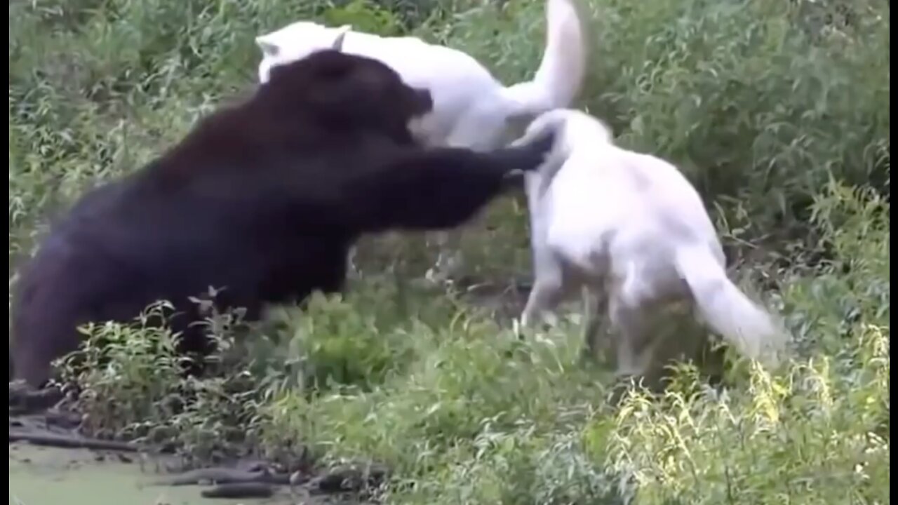 CRAZIEST ANIMAL FIGHTS CAUGHT ON CAMERA