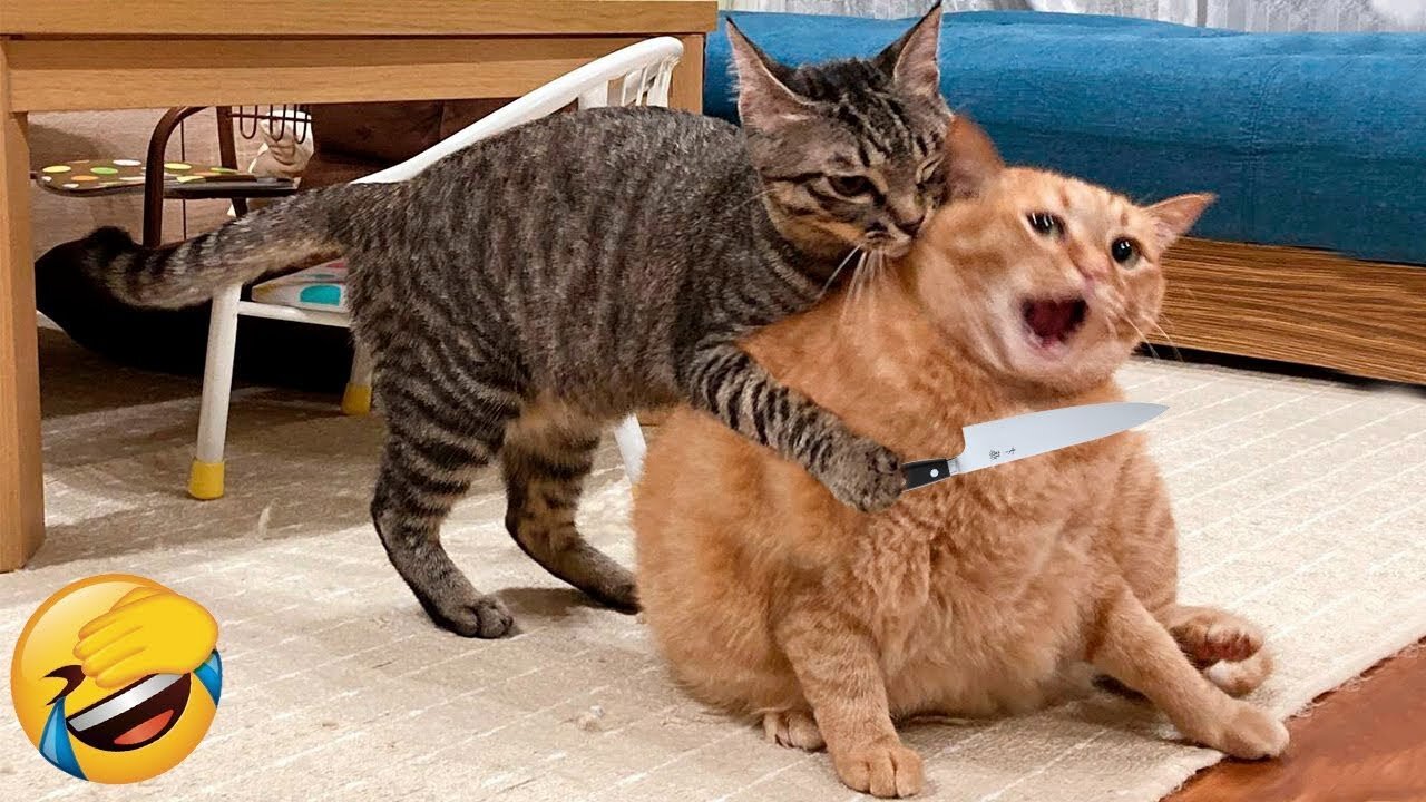 Funny cats fights and dogs