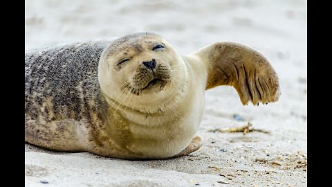 Seal ask for HELP ... Rescue Of animals