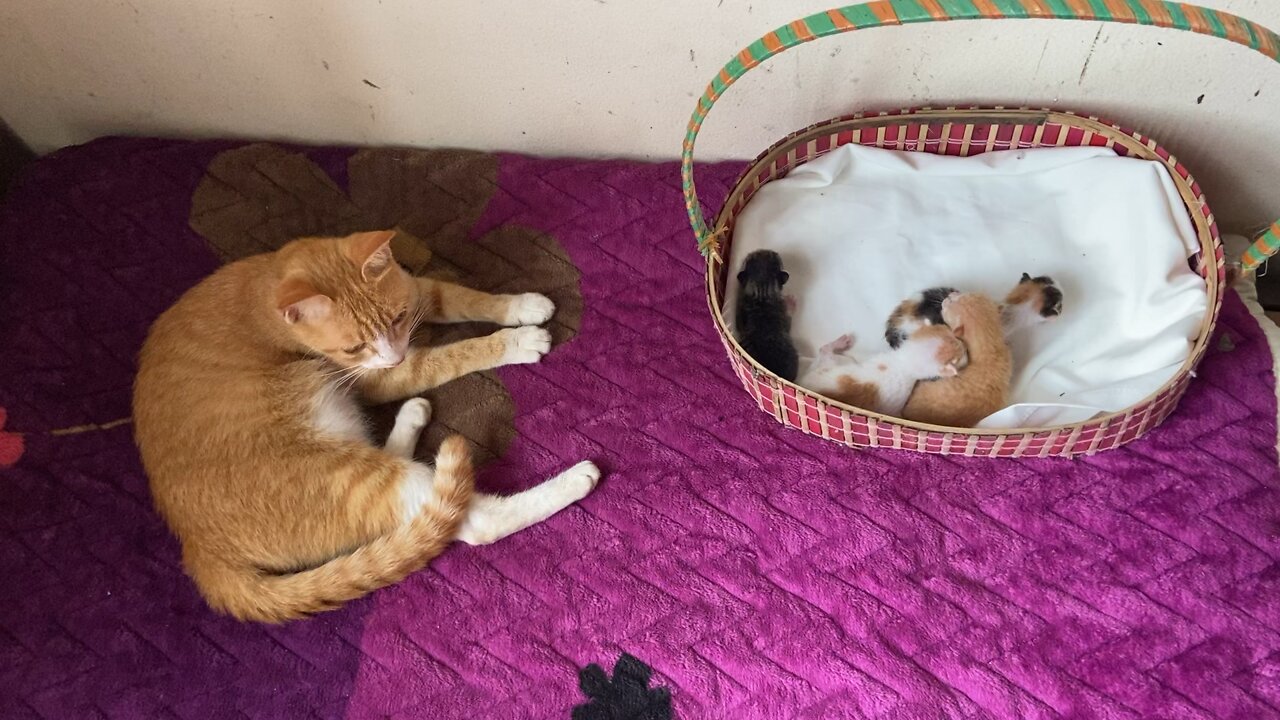 cats and kittens