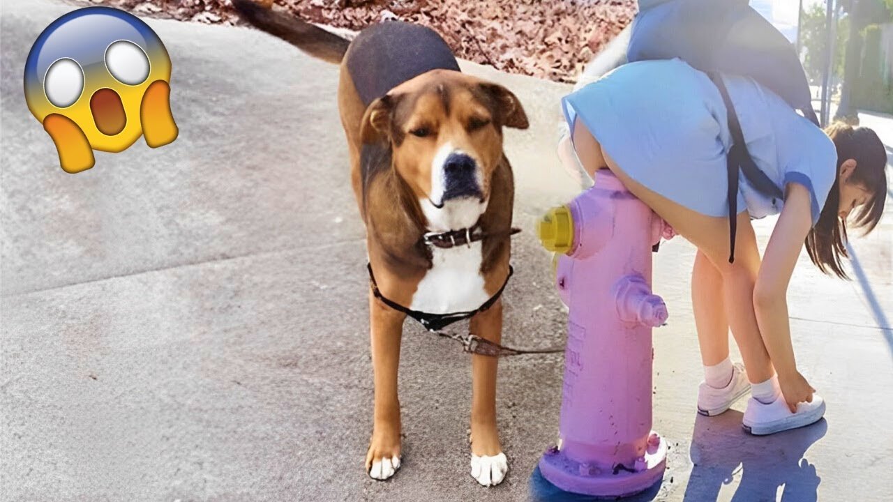 Funniest Animals Videos-Funny Dogs And Cats-Try Not To Laugh(2022)