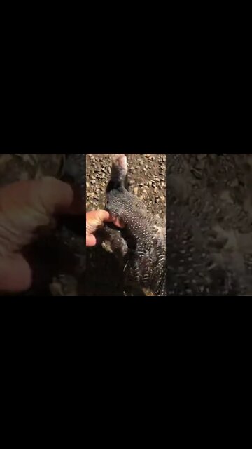 Injured baby guinea fowl released back to flock when healed