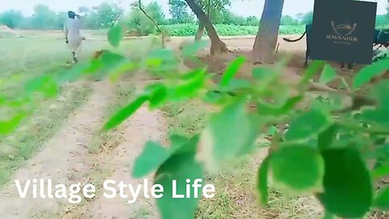 Relaxing and satisfaction video about village life