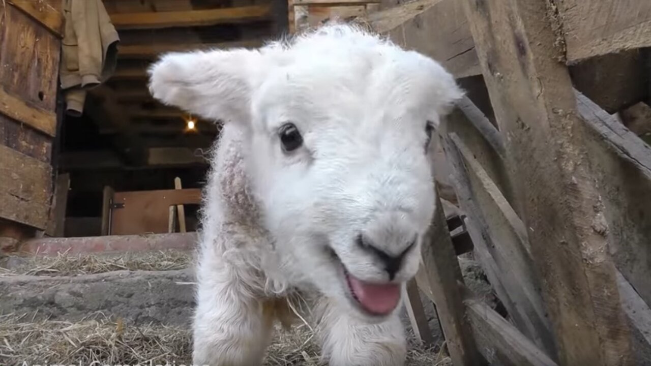 Adorable Lambs - so sweet and cuddly