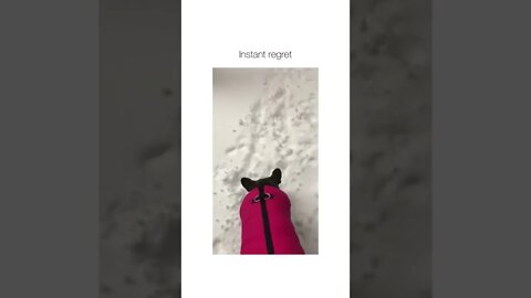 😂😂 #shorts #shortsvideo #fyp #funny #dog #snow #fy