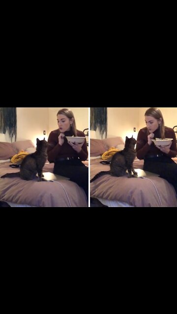 Sassy Cat Adorably Talks Back To Her Owner