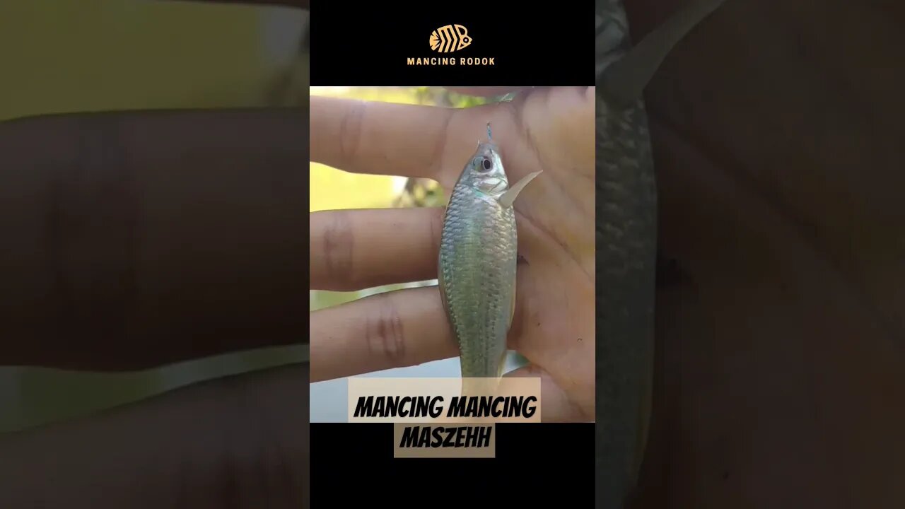 MANTAP BANGET !! Mancing ikan nilem 🐠🐟 SMP punya tarikan yang kuat juga bikin betah disini #mancing