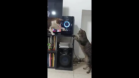funny animals