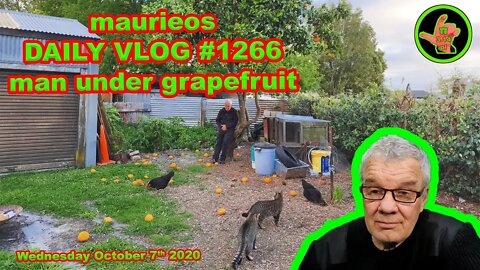 maurieos DAILY VLOG #1266 man under grapefruit